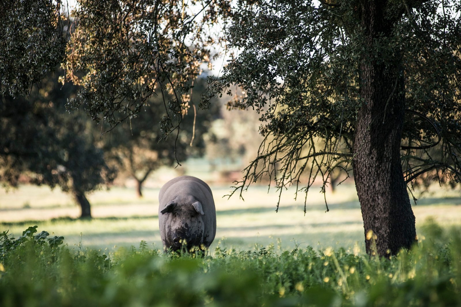Cerdo ibérico en la dehesa